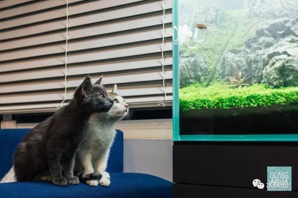 龍魚和招財貓一起養會打架嗎：龍魚和招財貓可以一起養嗎