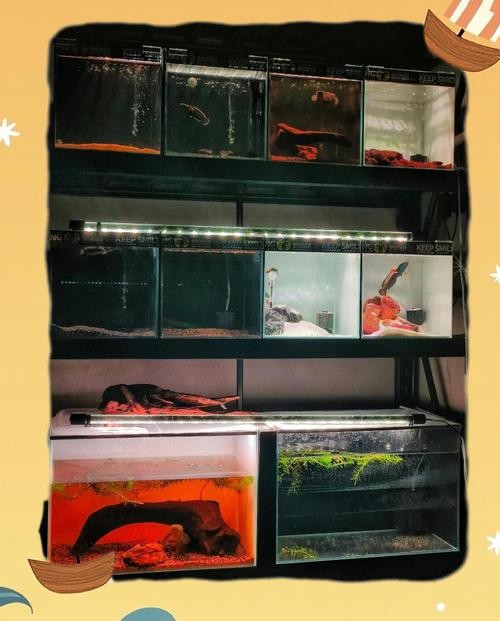 雷龍魚可以和虎魚一起養嗎圖片