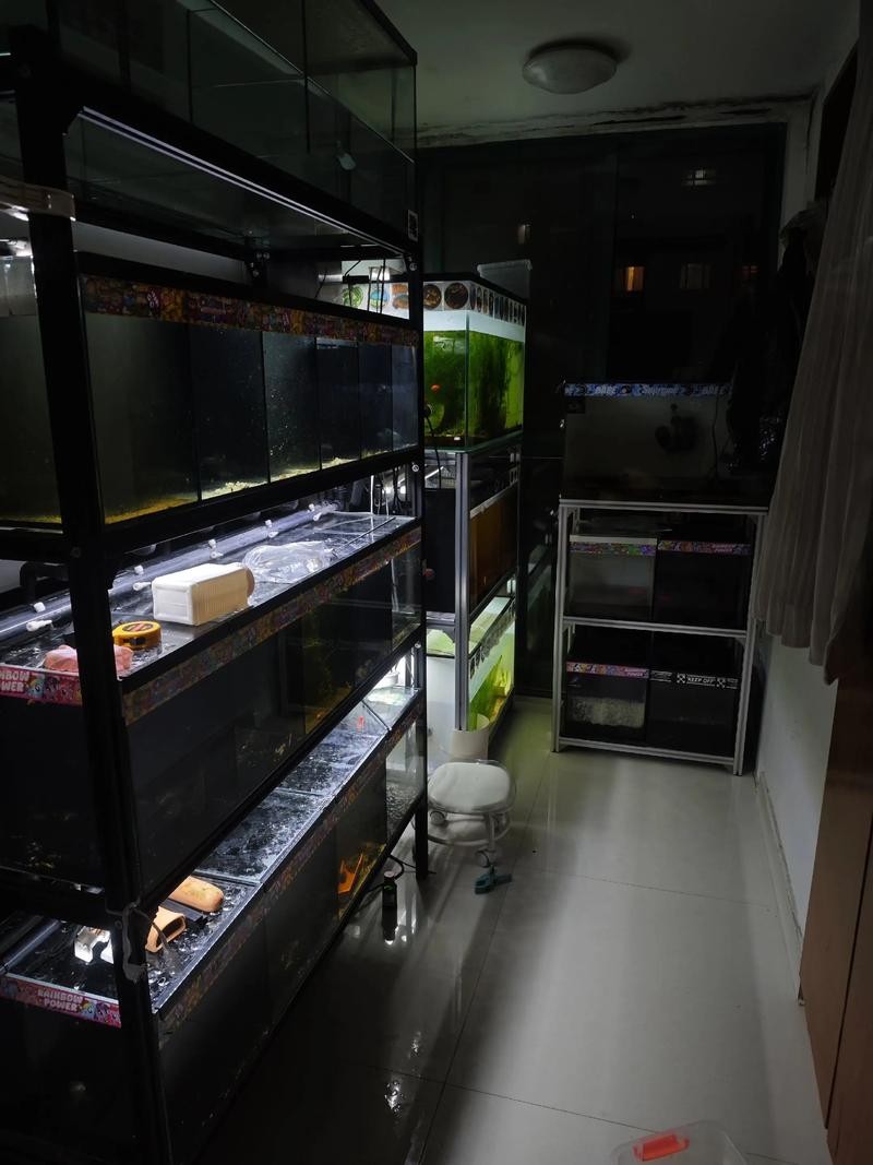 雷龍魚可以和虎魚一起養嗎圖片