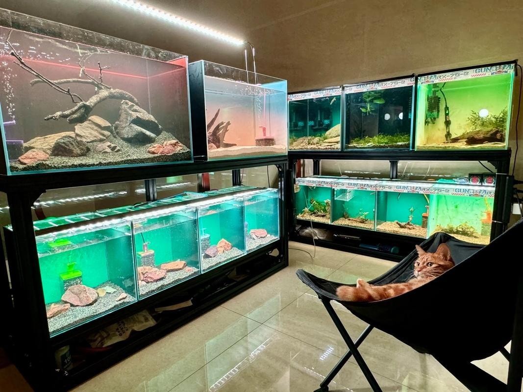 雷龍魚可以和虎魚一起養嗎圖片