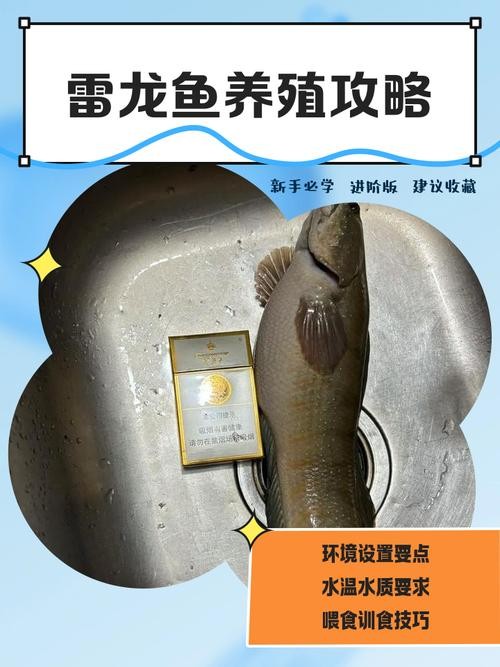 雷龍魚可以和虎魚一起養嗎圖片