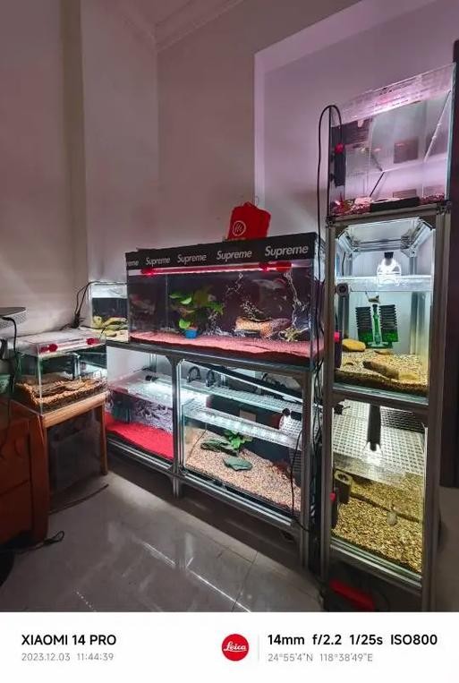 雷龍魚可以和虎魚一起養嗎圖片