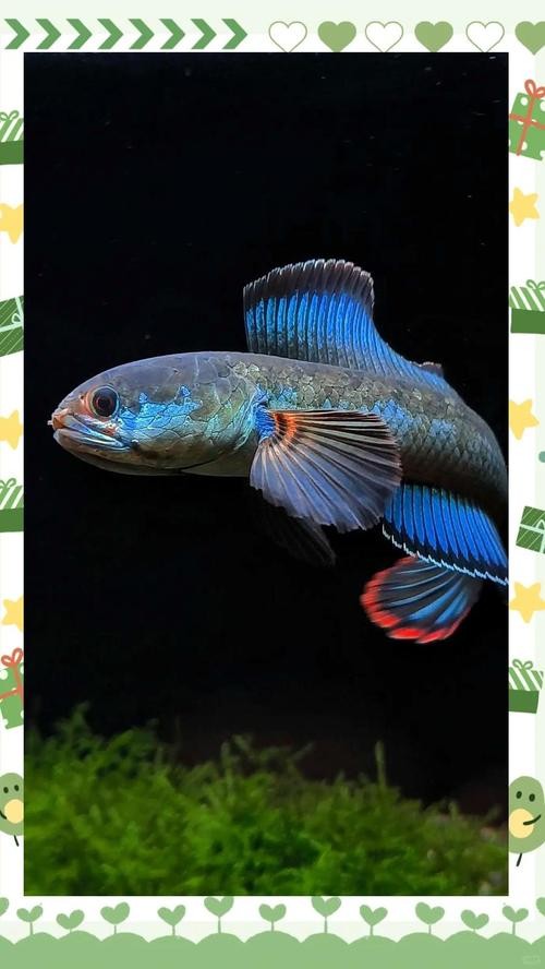 雷龍魚可以和虎魚一起養嗎圖片
