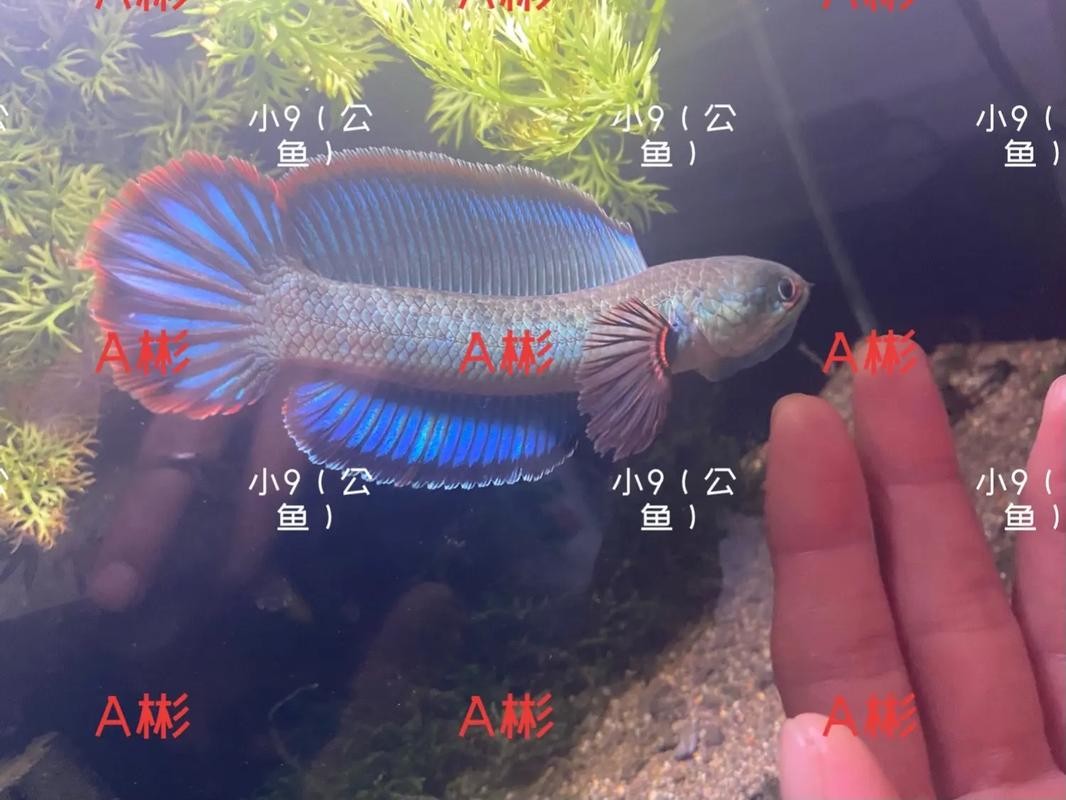 雷龍魚可以和虎魚一起養嗎圖片