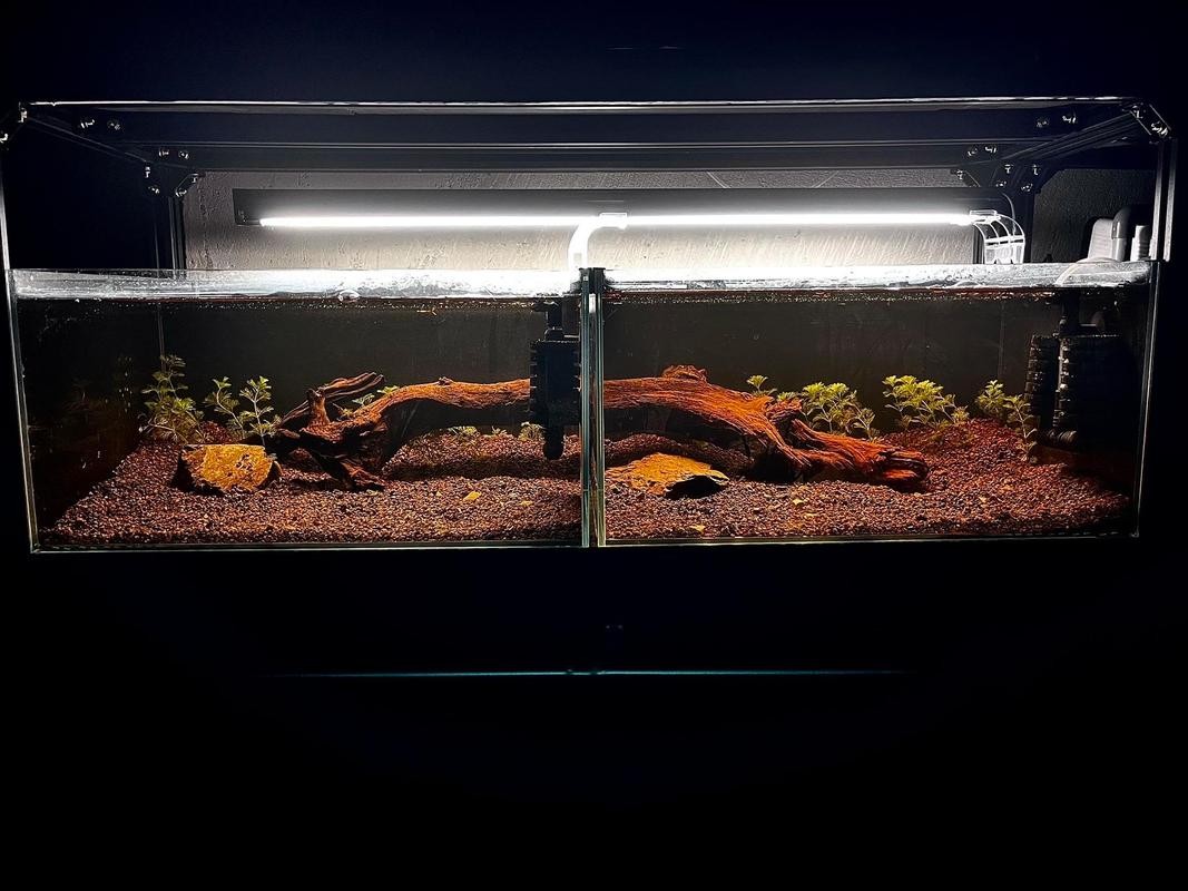 雷龍魚可以和虎魚一起養嗎圖片