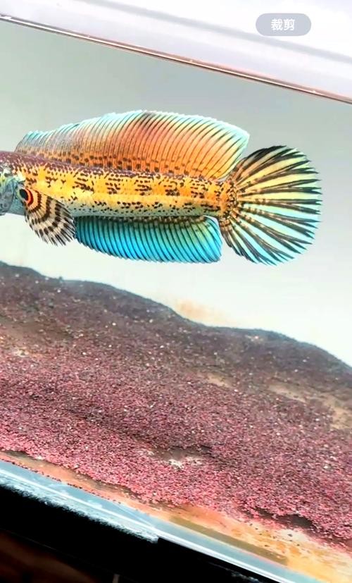 雷龍魚可以和虎魚一起養嗎圖片