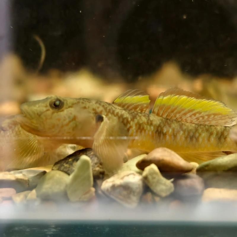 雷龍魚可以和虎魚一起養嗎圖片