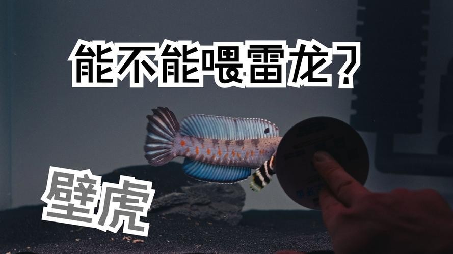 雷龍魚可以和虎魚一起養嗎圖片