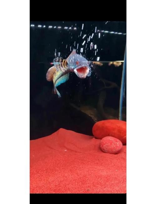 雷龍魚可以和虎魚一起養嗎圖片