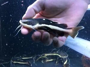 招財貓魚吃不吃銀龍魚的飼料