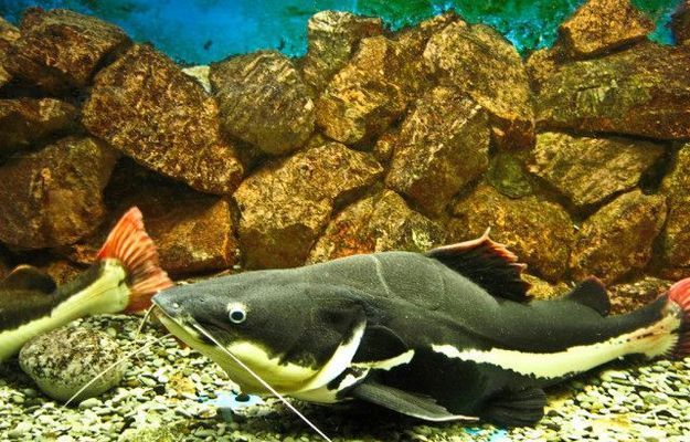 龍魚可以跟招財貓一起養嗎