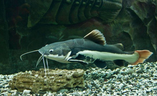 龍魚可以跟招財貓一起養嗎