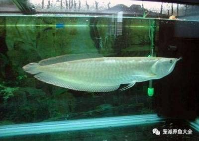 龍魚體外寄生蟲表現(xiàn)（龍魚體外寄生蟲的一些常見表現(xiàn)）
