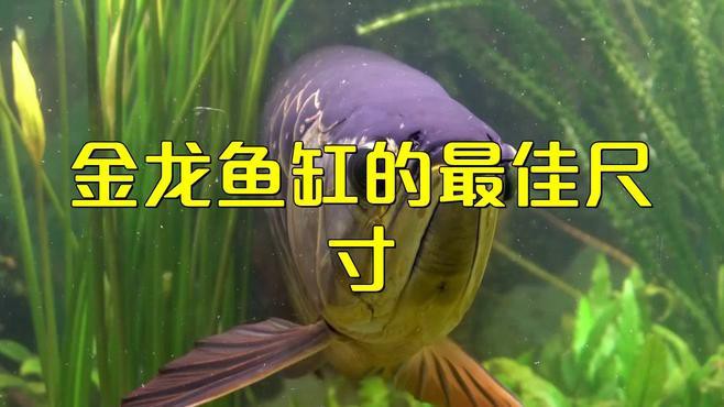 紅背金龍魚養殖難度大嗎？