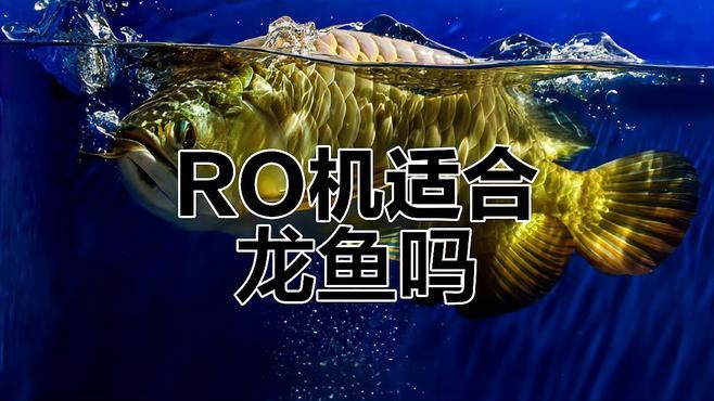 紅背金龍魚養殖難度大嗎？