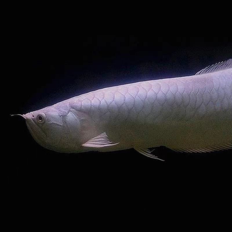 新買的黃化銀龍魚多久能吃魚食（新買的黃化銀龍魚在適應新環境后才能開始吃魚食）