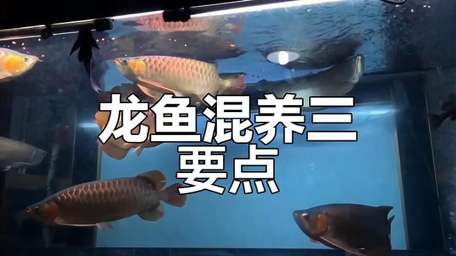 有哪些招財龍魚混養案例可以參考？