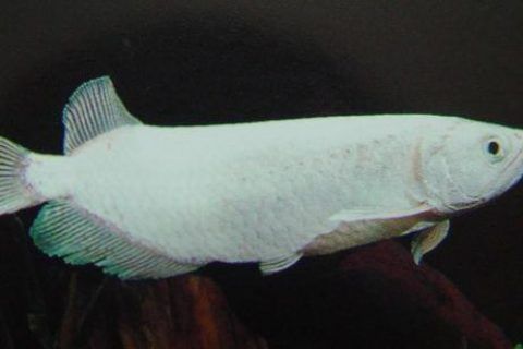 龍魚為什么豎著游來游去的：龍魚為什么會豎著游動？