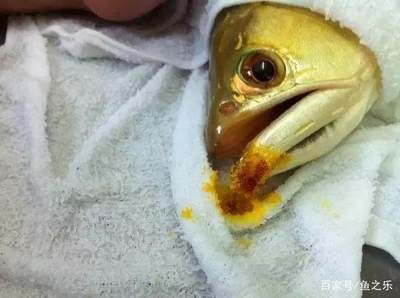龍魚手術后要下黃粉嗎視頻：龍魚手術后要下黃粉嗎視頻資源包含有關龍魚手術后如何使用黃粉