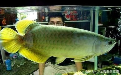 龍魚鱗片透明的原因（龍魚鱗片變薄并呈現透明狀是怎么回事？）