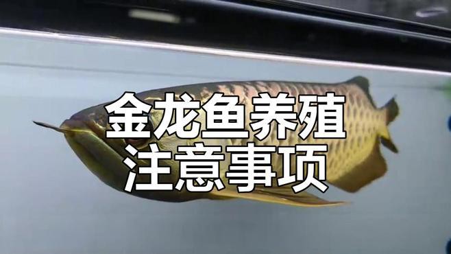 如何加速金頭金龍和古典金龍的發色？