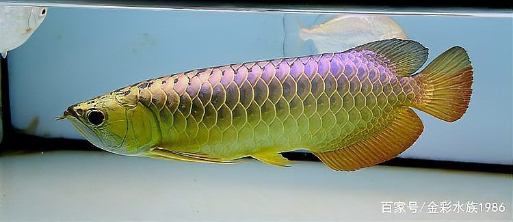雜交龍魚有哪些繁殖方式？