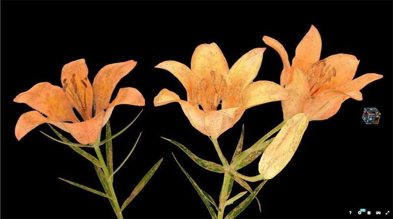 如何在Sketchfab下載龍龜3D模型？