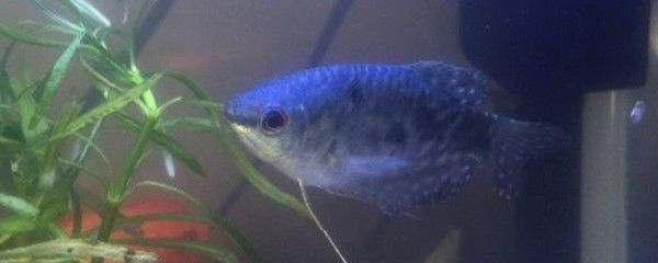 龍魚冬天適合的水溫：龍魚冬季養護技巧分享龍魚水溫調控設備推薦