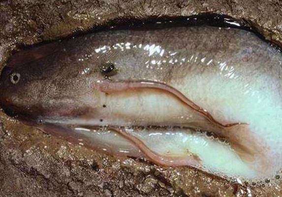 西龍魚缸水泵使用視頻：西龍魚缸水泵好不好換？全面解析更換步驟與注意事項