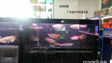 金龍魚缸尺寸圖（金龍魚缸尺寸和注意事項，金龍魚缸水溫控制技巧）