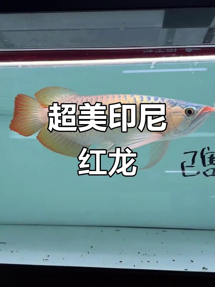 如何區分金龍魚和紅龍魚？