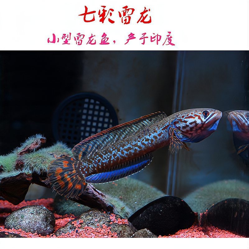 雷龍魚好繁殖嗎