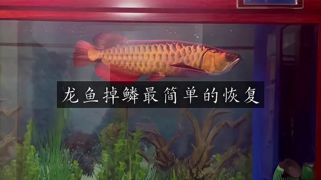 龍魚掉鱗后需要單獨(dú)隔離嗎？