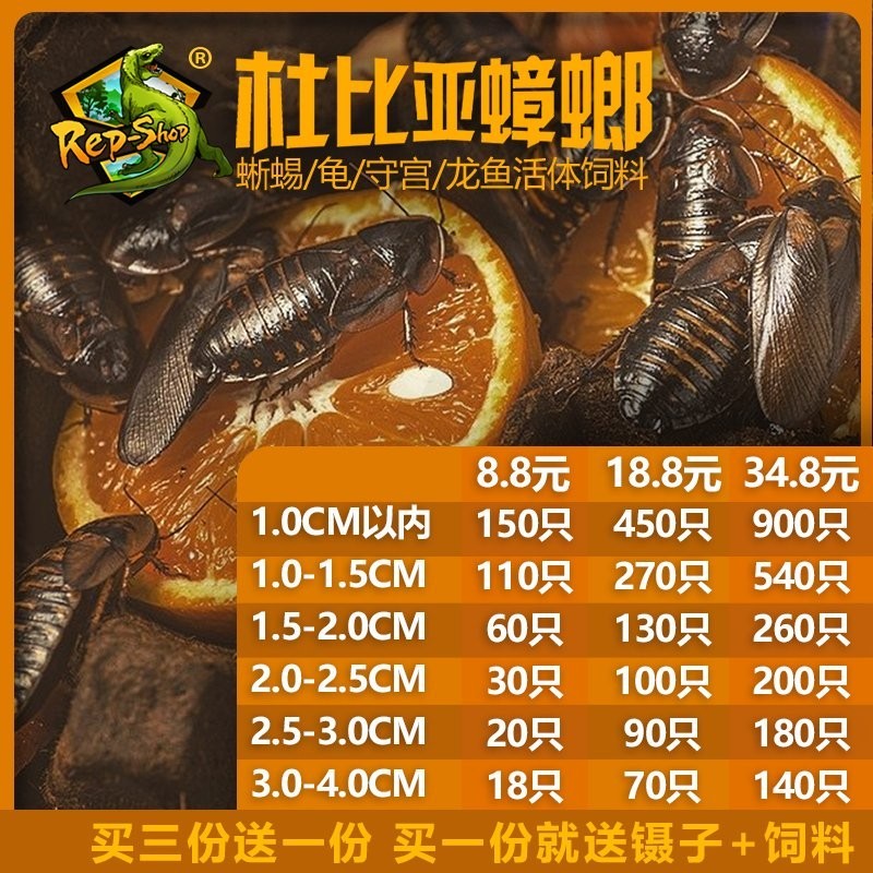 龍魚長期喂蟑螂可以嗎？
