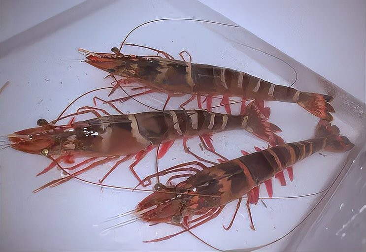 龍魚長期喂蟑螂可以嗎？
