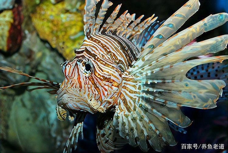 雷龍魚能混養嗎有毒嗎
