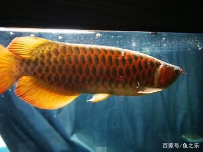 紅龍魚養幾年能發色（怎么把紅龍魚養得更紅影響因素很多）