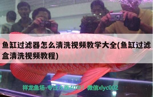 龍魚(yú)發(fā)色專(zhuān)用燈怎么用（-金龍系龍魚(yú)發(fā)色專(zhuān)用燈使用指南，照亮龍魚(yú)美麗之旅）