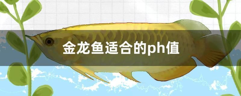 金龍魚適合ph值：金龍魚水質管理技巧金龍魚適宜水溫范圍6.5至7.5之間