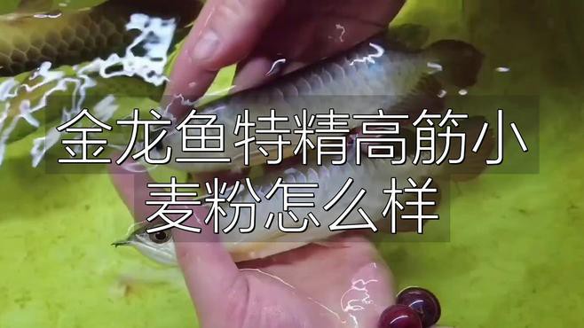 明日之后金龍魚(yú)在哪里釣