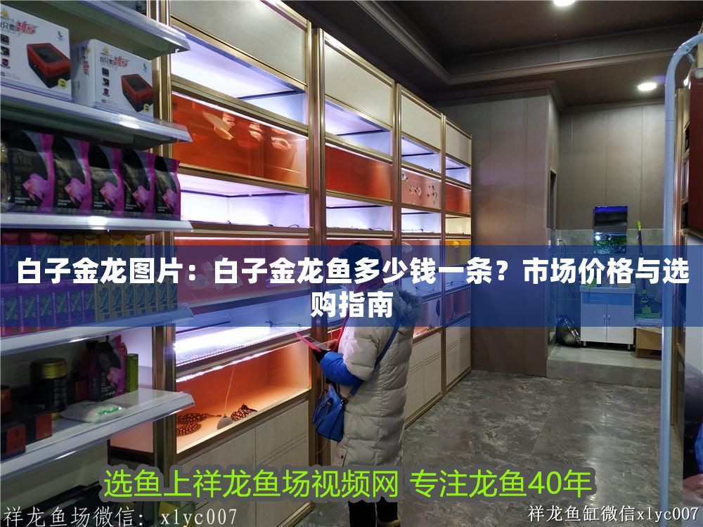 白子金龍圖片：白子金龍魚多少錢一條？市場價格與選購指南 白子金龍圖片：白子金龍魚多少錢一條？市場價格與選購指南 龍魚百科 第1張