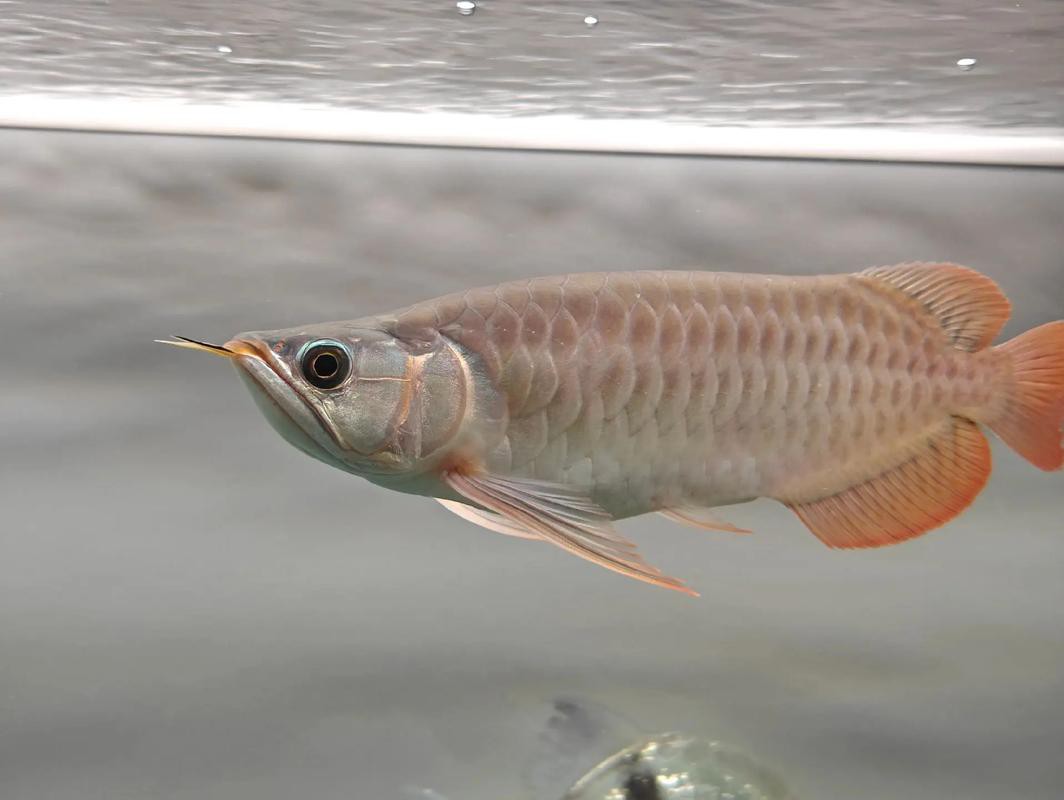 紅龍魚發色階段圖片大全視頻 紅龍魚發色階段圖片大全視頻 龍魚百科 第1張