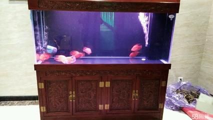 龍魚長大后有人回收嗎（成年龍魚長大后有人回收嗎？）