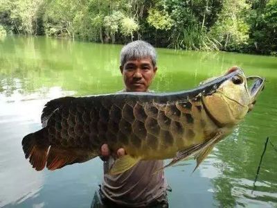 龍魚長大后有人回收嗎（成年龍魚長大后有人回收嗎？）