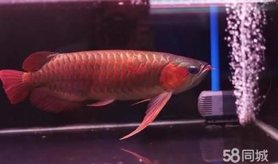 龍魚長大后有人回收嗎（成年龍魚長大后有人回收嗎？）