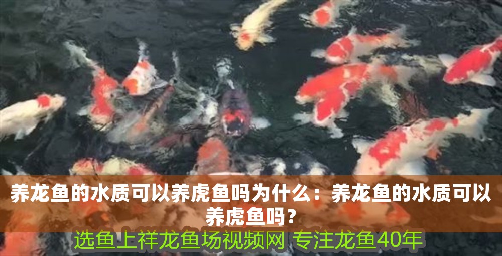 養龍魚的水質可以養虎魚嗎為什么：養龍魚的水質可以養虎魚嗎？