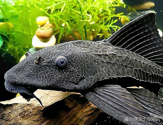 金龍魚被清道夫吸鱗片咋辦