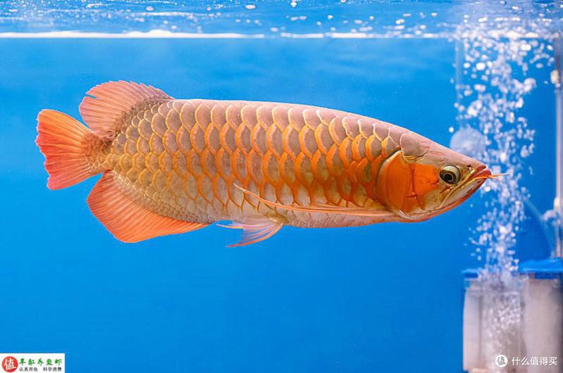古典龍魚和現代龍魚哪個更難飼養？