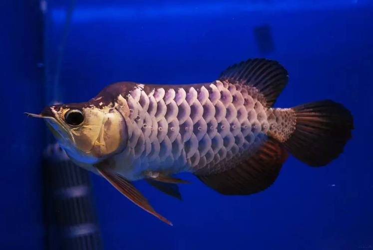 淡水金龍魚圖片大全大圖