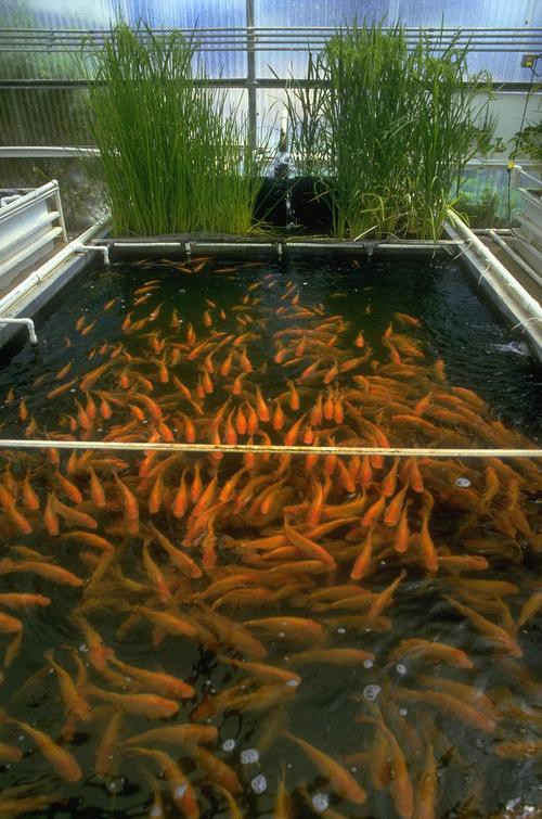 淡水金龍魚圖片大全大圖